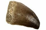 Fossil Mosasaur (Prognathodon) Tooth - Morocco #186507-1